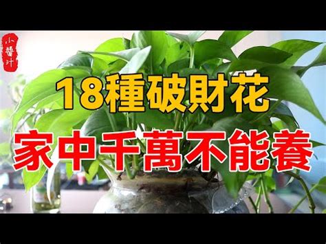 前陽台 招財植物|招財有道：前陽台植物如何選擇